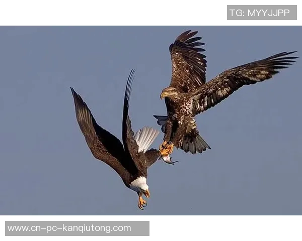 鹰与雕的天空之争谁才是翱翔的王者